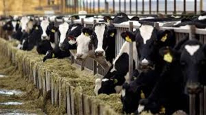 dairy course