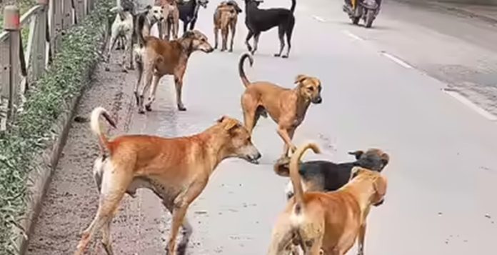 stray dogs in hsp