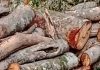 बिना अनुमति काट दिए हरे-भरे पीपल के टहने, जनवरी में परमिशन को भेजा था निवेदन, घर को बन रहा था खतरा