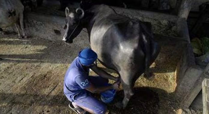 punjab-dairy-farmers-relief-punjab-government
