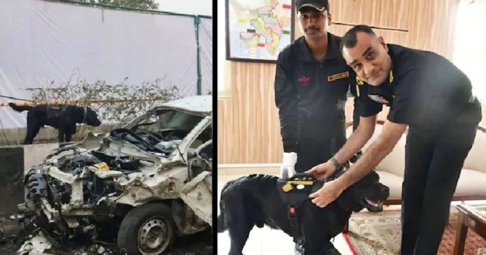 dog-doni-honoured-redfort-blast-search