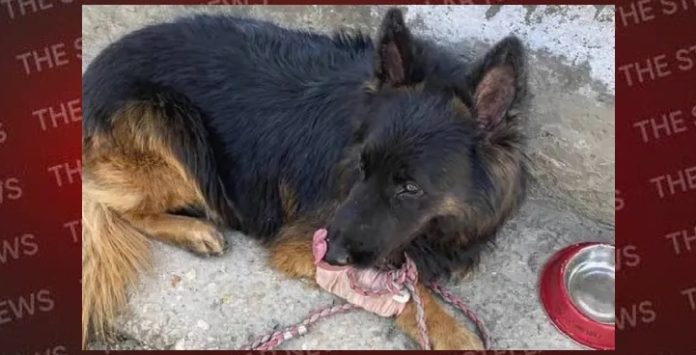 president-brave-dog-taison-honoured-to-find-terrorist-location