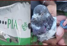 जम्मू में सुरक्षा एजेंसियां अलर्ट, PIA लिखा गुब्बारा व पैर में कोड वाला छल्ला पहने मिला ‘जासूस कबूतर’