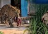 मासूम बच्ची पर तेंदुए का हमला, गन्ने के खेत से बरामद हुआ क्षत-विक्षत शव