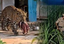 मासूम बच्ची पर तेंदुए का हमला, गन्ने के खेत से बरामद हुआ क्षत-विक्षत शव